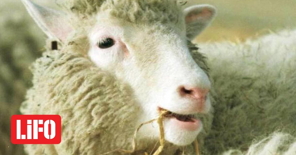 30 χρόνια από την Ντόλι: Η κλωνοποίηση και η ελληνική σοφία